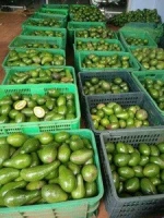 Fresh Avocado