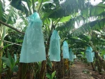FRESH BANANA - CAVENDISH BANANA 13/20 KG BOXES FROM VIETNAM/ Michael  +84915212146