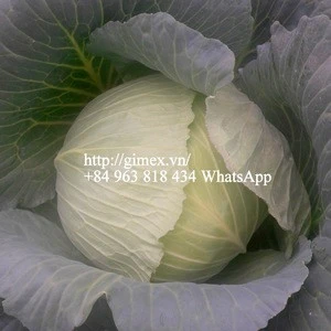 FRESH CABBAGE for dubai market / +84963818434 whatsapp