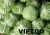 Import Fresh Cabbage Good Quality from Vietnam from Vietnam