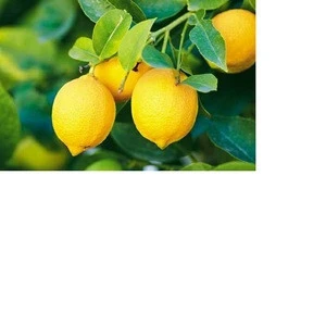 Fresh Citrus Fruits /Yellow Lemon