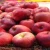 Import fresh fruit apple,2018  new crop good taste red apple from Philippines