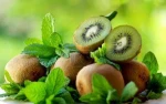 Fresh KiwiFruit/Kiwi Fruit Supplier