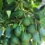 Import Fresh papaya unripe, ripe and papaya leaf from Thailand