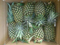 Fresh Pineapple with Reasonable Price