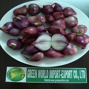 FRESH RED ONION - BEST PRICE - HIGH QUALITY