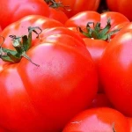 Fresh Red Tomato / Fresh Tomato from India / Fresh Green Tomatoes