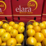 Fresh Valencia Oranges / Fresh Naval Orange / MANDARIN
