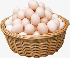 Fresh White Brown Table Eggs /Fresh Chicken Table Eggs & Fertilized Hatch