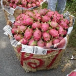 FRESH WHITE/RED DRAGON FRUIT FOR SALES/ BEST PRICE