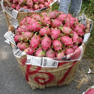 FRESH WHITE/RED DRAGON FRUIT FOR SALES/ BEST PRICE