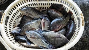 Frozen Tilapia Fish Supplier Chinese Factory