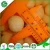 Import Frozen Vegetables and Fruits IQF frozen melon balls from China