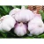 Import garlic and onion chinese solo garlic garlic exporters from China