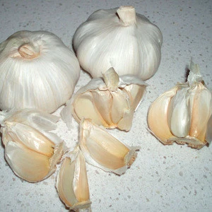Garlic Fresh And Dried Garlic Cheap Premium Quality 100%