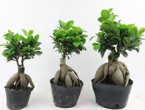 Ginseng ficus microcarpa indoor ourdoor bonsai nursery suppiler exporter