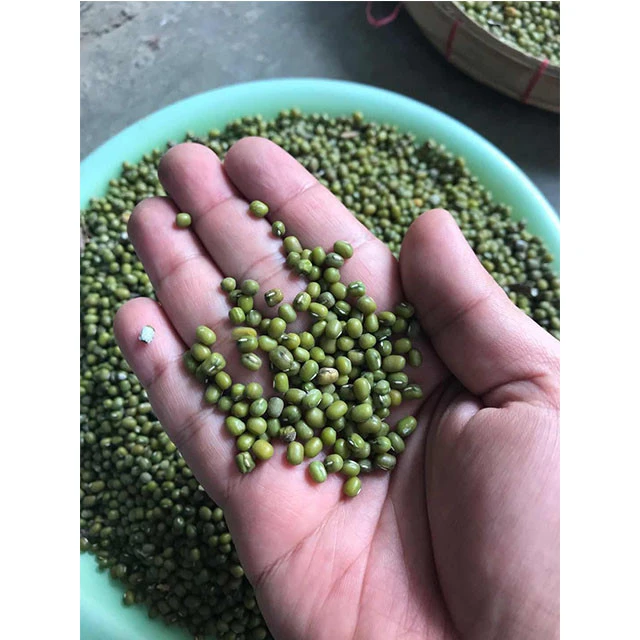 Good Price Fresh Green Mung Beans Of Myanmar Origin For Sale
