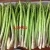 Import Good price high quality fresh green asparagus from Vietnam
