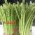 Import Good price high quality fresh green asparagus from Vietnam