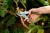 Import Heavy Duty Japanese SK5 Steel Bypass Hand Garden Pruner for Plant Cutting from China