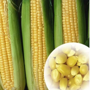 High Germination Rate Heat Resistant L High Yield Sweet Corn Seeds For Planting