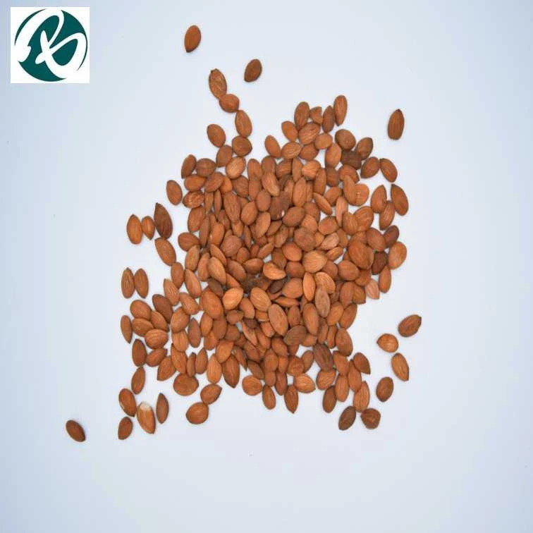 high quality Bitter Apricot Seed