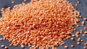 High quality Dried green lentils