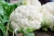 Import High quality fresh Cauliflower from USA