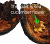 High quality HACCP CERTIFICATION DRIED SEA CUCUMBER GUT PRODUCTS