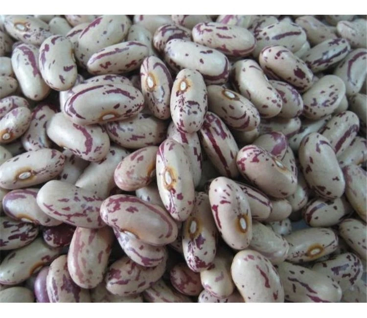 High Quality Light Speckled Kidney Beans 2021 Crop Year