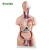 Import High Quality Medical Mini 15 Parts 26cm Human Body Anatomical Torso Model from China
