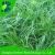 Import High Quality Pasture And Forage Plant Seeds Ryegrass Seeds For Animals from China