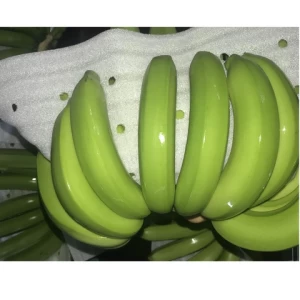 High Quality Product Export From Vietnam Fresh Cavendish Green Banana Boat 100% Fruit Organic