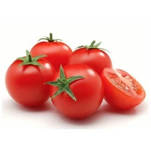 high quality specification fresh tomato for production at cheap price in stock