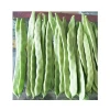High yield and disease-resistant seeds from China kidney bean seed beans