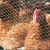Import hot dipped galvanized hexagonal wire mesh/chicken wire/PVC coated chicken fence from China