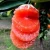 Import Hot Sale Product Fresh Fruit Mandarin Orange from China
