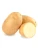 Import Hot selling fresh potato with export potato supplier from China