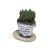 Import Indoor or Outdoor Decor Cactus Metal Planters Iron Flower Pot Circle Garden Container Box Succulent Bucket Basket from China