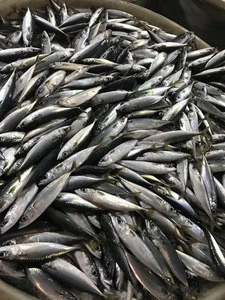 IQF 200-300g  fresh frozen mackerel fish