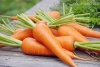 Large quantities of perennial sales of fresh carrots