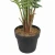 Import Lifelike 2.0m Indoor Decoration Artificial Hawaii Palm Tree Plant from China