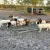 Import Mature Boer Goats For Sale Online from South Africa