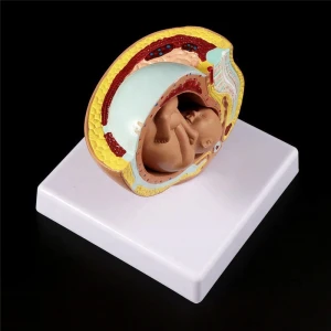 Medical 7 months Fetus Model