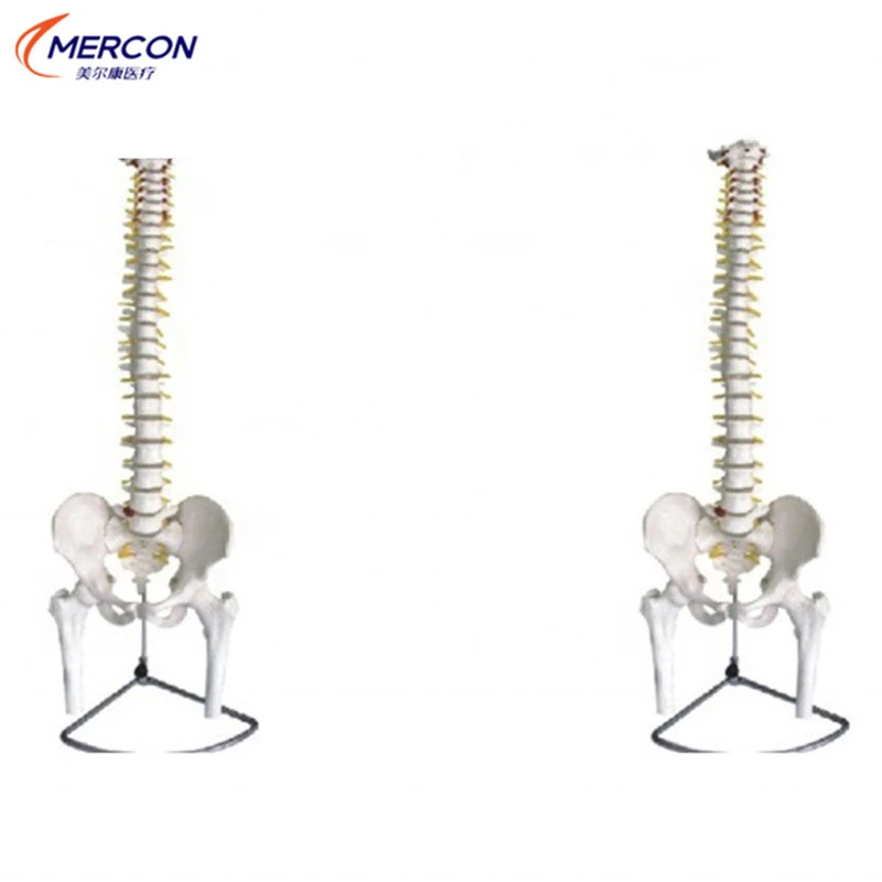 Medical Science PVC Skeleton Model Inflexible Spine With Pelvis And Femur Model For Educational Training Anatomy Model