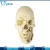 Import Medical teaching skull model tooth model dental model from China