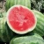 Import MW03 Gaoshai Oval Shape Red Watermelon Hybrid Seeds & Seedlings For Planting from China