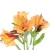 Import Natural Fresh Flower Alstroemeria Wholesale For Flower Bouquet from China