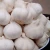 Import Natural Fresh White Garlic from USA