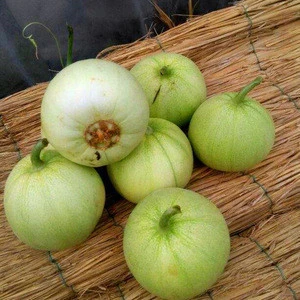 New Arrival Delicious Fruit Seeds Round Honey Dew Melon Seeds For Sowing